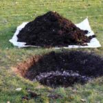 Правила осінньої посадки саджанців яблуні та інших плодових дерев: щоб нічого не загинуло!