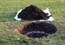 Правила осінньої посадки саджанців яблуні та інших плодових дерев: щоб нічого не загинуло!