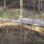 Міні дренажна система для посадки саджанців на ділянці з грунтовими водами