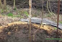 Міні дренажна система для посадки саджанців на ділянці з грунтовими водами