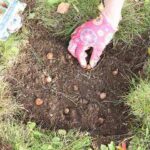 Коли садити цибулини тюльпанів, нарцисів і крокусів за місячним календарем 2021 року