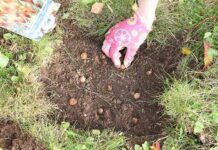 Коли садити цибулини тюльпанів, нарцисів і крокусів за місячним календарем 2021 року