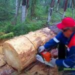 Як заготовити ідеальні дрова-кількість, порода, вологість