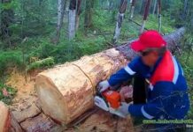 Як заготовити ідеальні дрова-кількість, порода, вологість