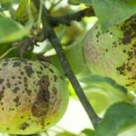 Як визначити і вилікувати паршу на яблуні