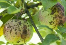 Як визначити і вилікувати паршу на яблуні