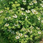 Кращі сорти калини звичайної: особистий досвід вирощування + рецепти