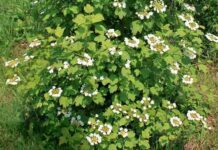 Кращі сорти калини звичайної: особистий досвід вирощування + рецепти