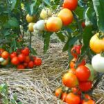Томати тріскаються. Як уникнути розтріскування помідор отримати здоровий урожай.