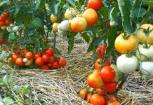 Томати тріскаються. Як уникнути розтріскування помідор отримати здоровий урожай.