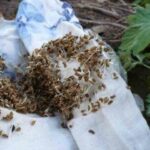 Підготовка насіння петрушки до посіву у відкритий грунт