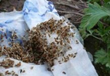 Підготовка насіння петрушки до посіву у відкритий грунт