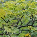 Найкрасивіші горобини для саду: вибираємо сімейне дерево