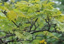 Найкрасивіші горобини для саду: вибираємо сімейне дерево