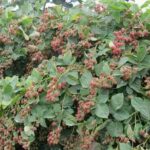 Сорт ожини лох тей( лохтей): опис і характеристика, фото