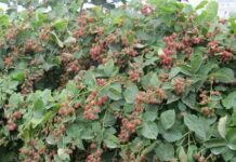 Сорт ожини лох тей( лохтей): опис і характеристика, фото