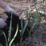 Пересадка часнику навесні на нове місце