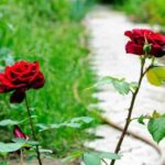 Підживлення троянд сечовиною (карбамідом) навесні