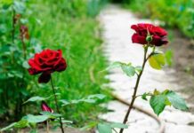 Підживлення троянд сечовиною (карбамідом) навесні