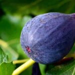 Скільки інжиру потрібно їсти кожен день і чи дійсно він корисний для серця