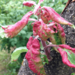 Чому у яблуні скручуються листя човником, в трубочку: що робити, чим обробити