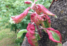 Чому у яблуні скручуються листя човником, в трубочку: що робити, чим обробити