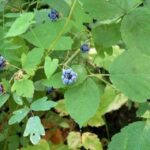 Як позбутися від заростей дикої ожини на садовій ділянці