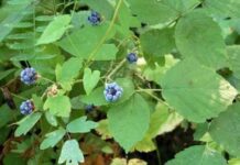 Як позбутися від заростей дикої ожини на садовій ділянці