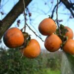 Хурма в підмосков’ї і середній смузі росії: вирощування, чи росте, сорти, відгуки