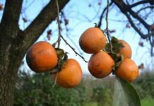 Хурма в підмосков’ї і середній смузі росії: вирощування, чи росте, сорти, відгуки