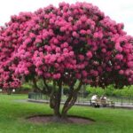 Альберт пірпойнт-останній кат імперії