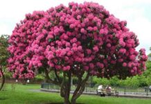 Альберт пірпойнт-останній кат імперії