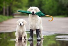 Альберт пірпойнт-останній кат імперії