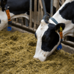 Як розібратися в класах кормів для тварин: короткий гайд