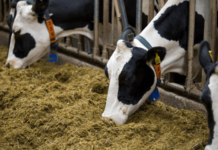 Як розібратися в класах кормів для тварин: короткий гайд