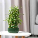 Декоративний бамбук: як доглядати і прикрасити їм інтер’єр