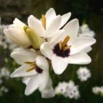 Квітка іксія: вирощування і догляд у відкритому грунті, опис, фото