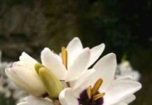 Квітка іксія: вирощування і догляд у відкритому грунті, опис, фото