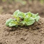 Чому картопля погано зійшов