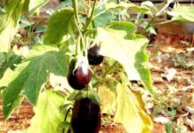 Чому жовтіють листя у баклажанів в теплиці і як з цим боротися