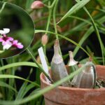 Орхідея каланта – різдвяна орхідея