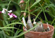 Орхідея каланта – різдвяна орхідея