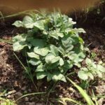 Китайський спосіб вирощування картоплі