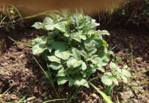 Китайський спосіб вирощування картоплі