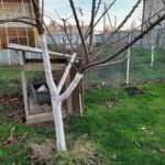 Молоді дерева в зиму не белю. Знайшов спосіб захисту нітрохи не гірше