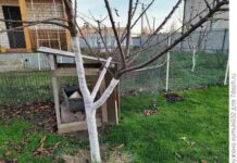 Молоді дерева в зиму не белю. Знайшов спосіб захисту нітрохи не гірше