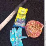 Ех, цибуля-цибулина, золота цибулина!