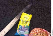 Ех, цибуля-цибулина, золота цибулина!