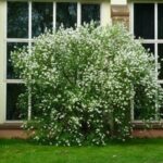 Обрізка чубушника (садового жасмину) восени-коли і як обрізати, правила подальшого догляду та підготовки до зими