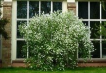 Обрізка чубушника (садового жасмину) восени-коли і як обрізати, правила подальшого догляду та підготовки до зими